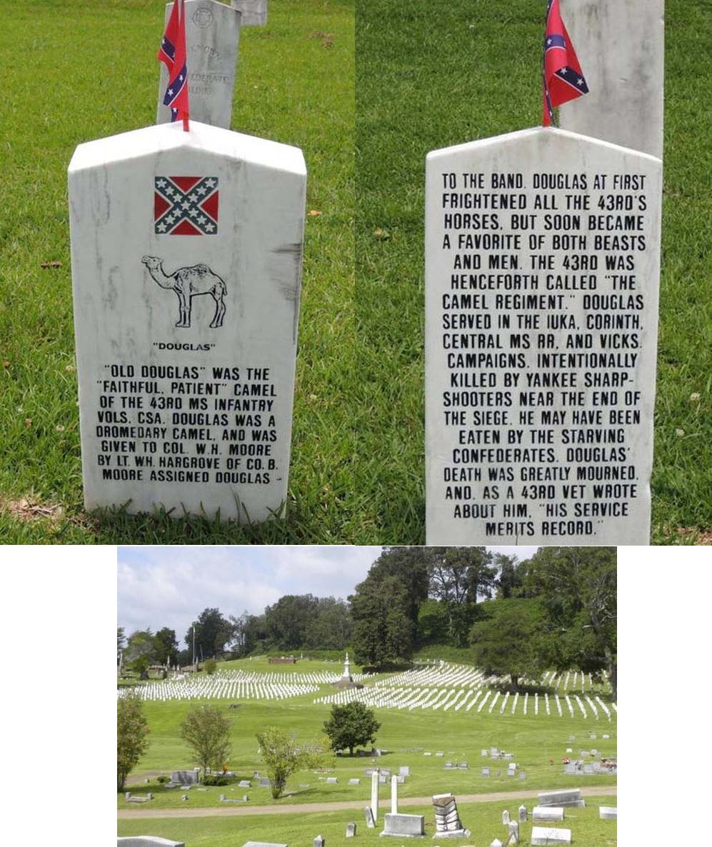 STRANGE TOMBSTONES - CIVIL WAR CAMEL "OLD DOUGLAS" - AMAZING WAR HISTORY!